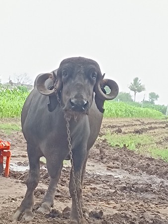 ત્રીજું વેધર આચારની જવાબદારી
