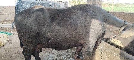 આ ભેંસ વેચવાની છે
