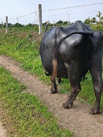 3 વેતર