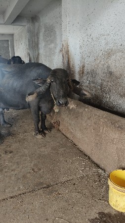 ભેંસ વેચવાની છે