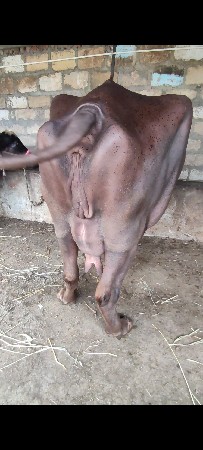 ભુરિ.મોટી. વેતર. 3.કાશિ. 7.8.દીવસ