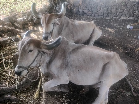 બળદ ફ્રી મા આપવાના સે