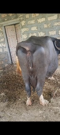 આ ભેંસ વેચી નાખવાની છે
