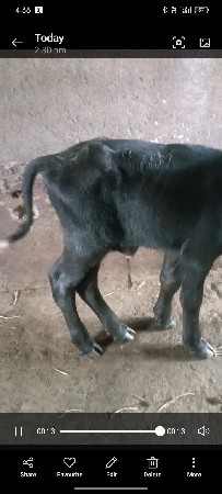 પાડો વેચવાનો છે