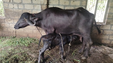 ભેંસ વેચવાની છે