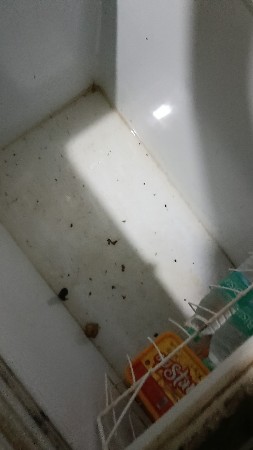 ફિજ