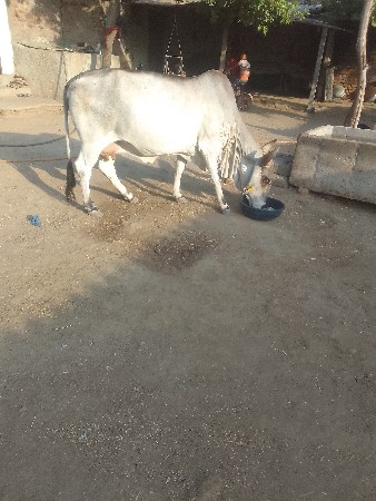 આ ગાય વેચવાની છે