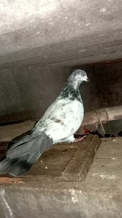 મારવાડી માદી વેચવાની છે