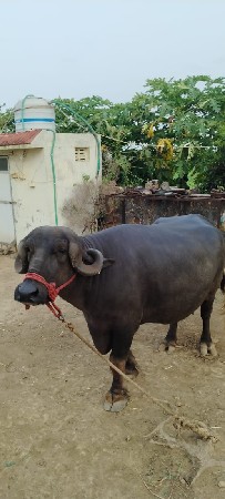 ભેંસ વેચવાની છે 
બીજો વેતા ૨