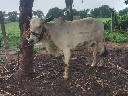 હોડકી વૈશવાનિ છે