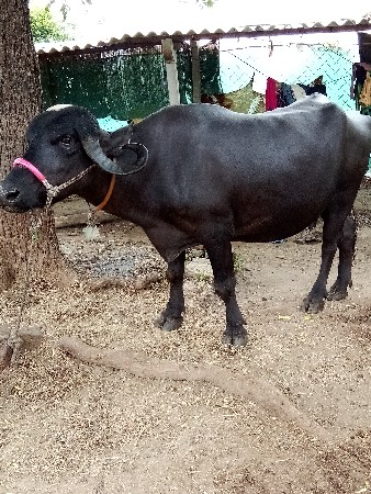 આખટાઈ બીજા વેચવાની છે 15 કૅ 20