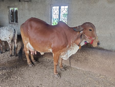 ગીર કાબરી ગયા વેચવાની છે