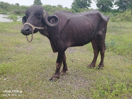 babariya devendra