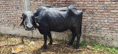 બે ભેંશ વેચવાની છે