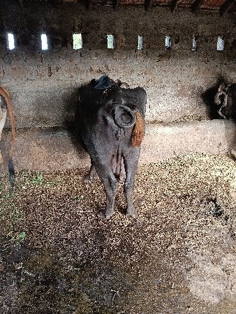 ભેંસ વેચવાની છે