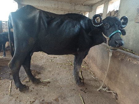 ભેસ વેચવાની છે