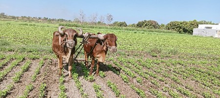 બળદ વેચવાના છે