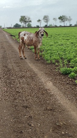 7 મહિના નો બુલ