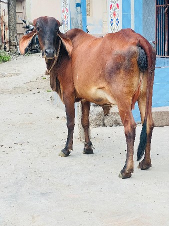 દેસી હોડકી વેચવાની છે