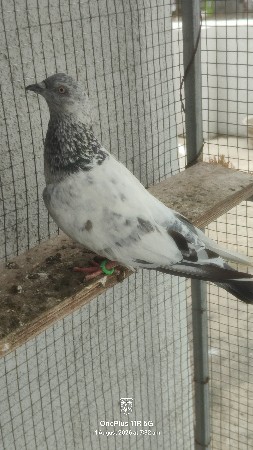 2 nar devana se