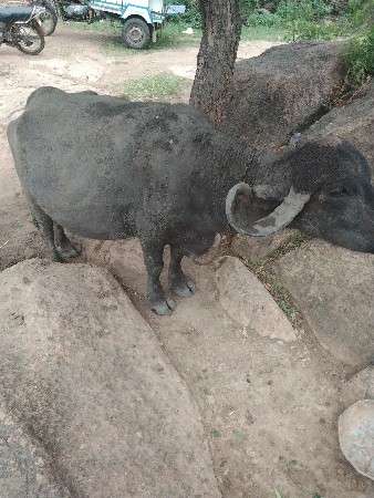 ભેંસ. વેસ. 5. મુ સે. વેતર.