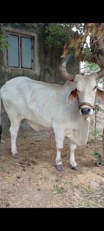vechhav chhe