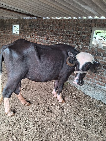 khadelu