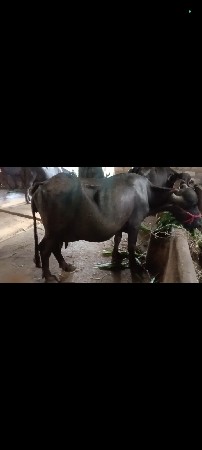 ભેંસ વેચવાની છે