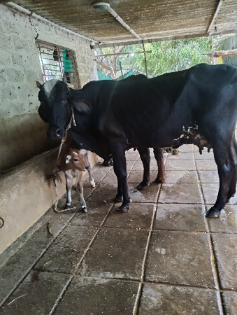 ગાય વેચવાની છે