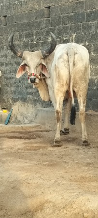 દીલીપ પરમાર
