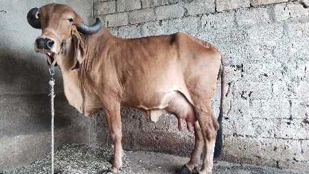 ગાયવેચવાનિછે