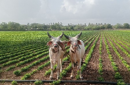 vdhiyara vashda veshvana she