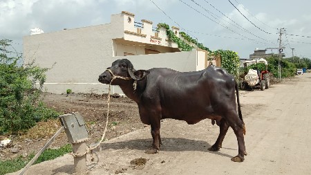 ભેંસ વેચવાની છે