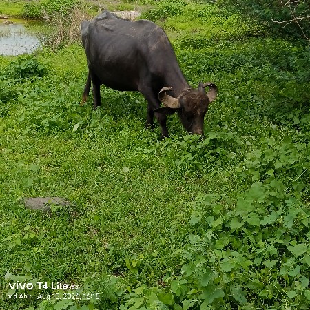 ભેંશ વેશવાનિ છે