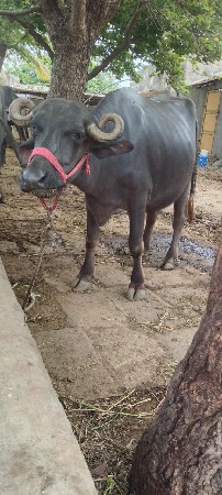ખળેલી વેચવાની છે