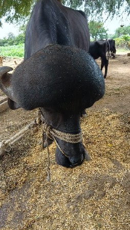વેચાણ