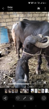 2 જા વેતર માં