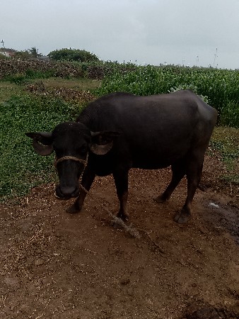 આ ભેંસ વેચવાની છે.