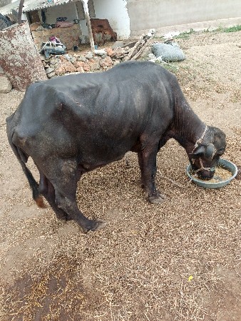 ભેંસ