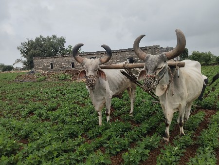 બળદ વેચવાના છે.   મફત દેવાના છે
