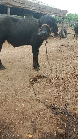 પાડો વેચવાનોછે