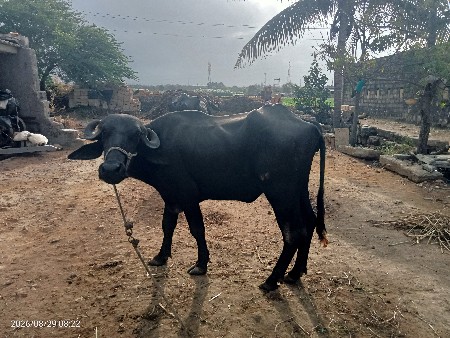 khadeli vechavani che