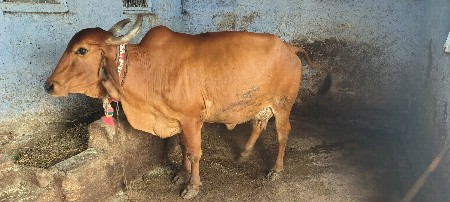 બીજુ વેતર પાચ છ દિવસ ની વાર
