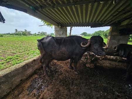 ભેંસ વેચવાની છે