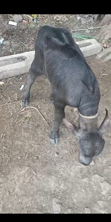 8 દિવસ નો સે