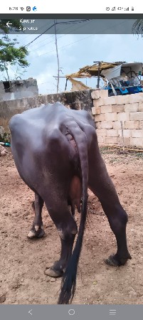 ભેંશ વેસવાની છે