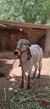 હોડકી વેચવાની છે.