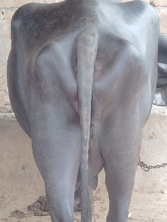 ભેંસ વેચવાની છે