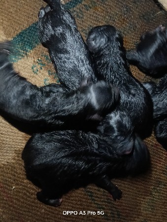 jarman puppy available