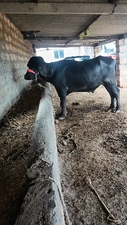 પાડો વેચવાનો છે